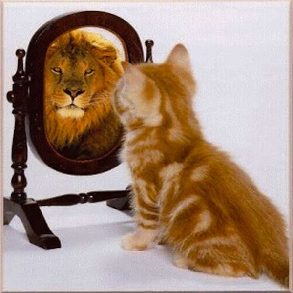 picture-of-cat-looking-in-mirror-and-sees-a-lion